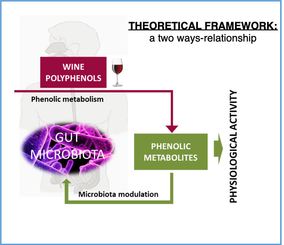 New paper exploring the effect of wine consumption in gut microbiota -in collaboration with Moreno-Arribas' Lab- published in Food & Function