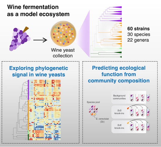 Our new work about the community-function landscape in wine yeast ecosystems appears as a featured paper in Molecular Systems Biology